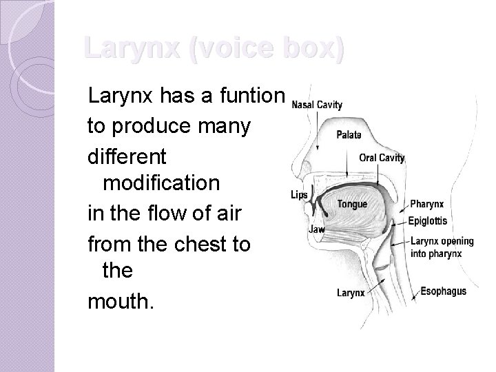 Larynx (voice box) Larynx has a funtion to produce many different modification in the