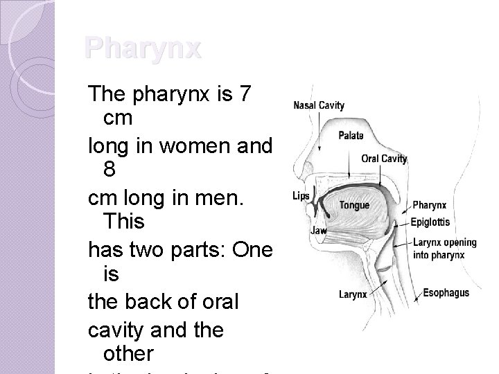 Pharynx The pharynx is 7 cm long in women and 8 cm long in