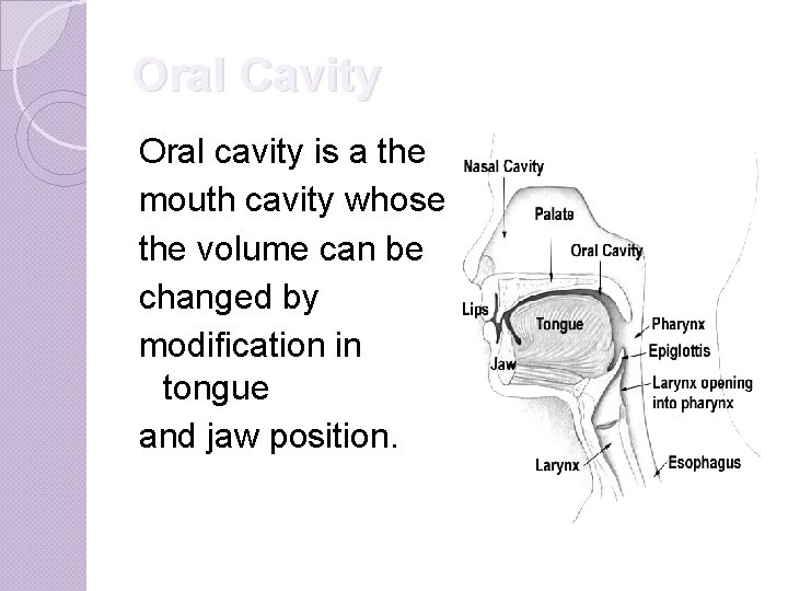 Oral Cavity Oral cavity is a the mouth cavity whose the volume can be