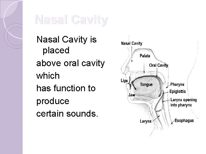 Nasal Cavity is placed above oral cavity which has function to produce certain sounds.