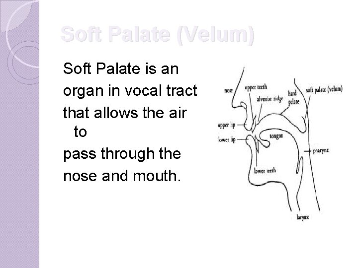 Soft Palate (Velum) Soft Palate is an organ in vocal tract that allows the