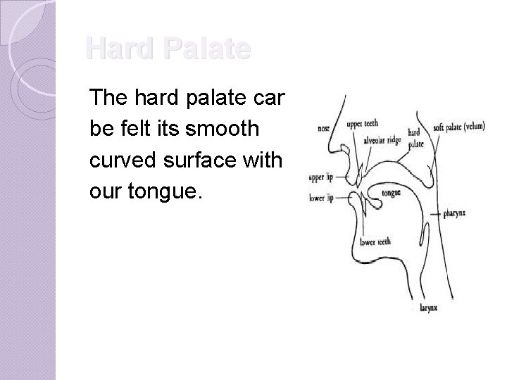 Hard Palate The hard palate can be felt its smooth curved surface with our