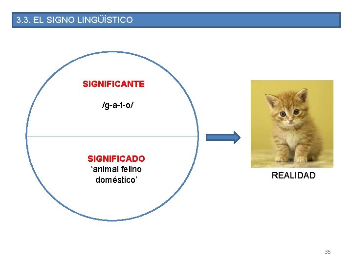 3. 3. EL SIGNO LINGÜÍSTICO SIGNIFICANTE /g-a-t-o/ SIGNIFICADO ‘animal felino doméstico’ REALIDAD 35 