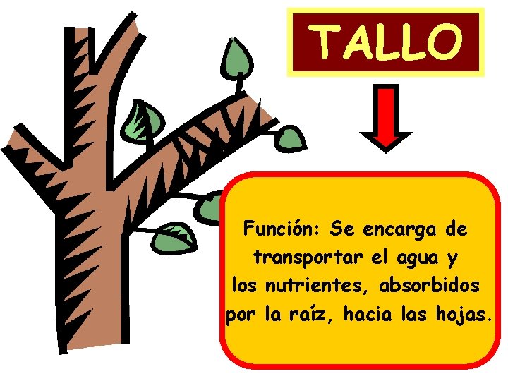 TALLO Función: Se encarga de transportar el agua y los nutrientes, absorbidos por la