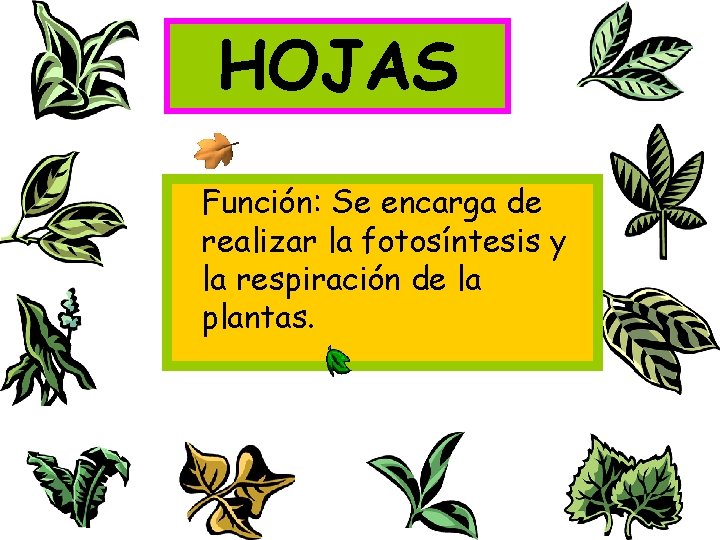 HOJAS Función: Se encarga de realizar la fotosíntesis y la respiración de la plantas.