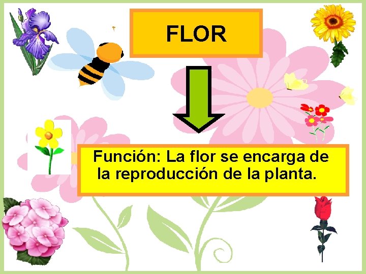 FLOR Función: La flor se encarga de la reproducción de la planta. 