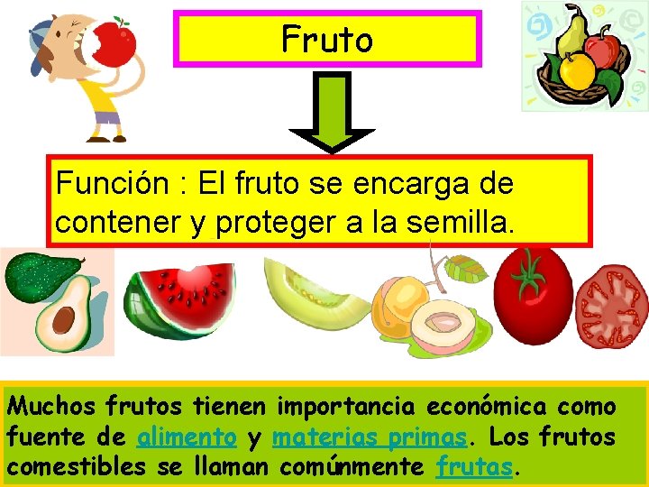 Fruto Función : El fruto se encarga de contener y proteger a la semilla.