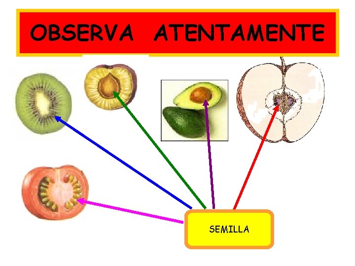 OBSERVA ATENTAMENTE SEMILLA 