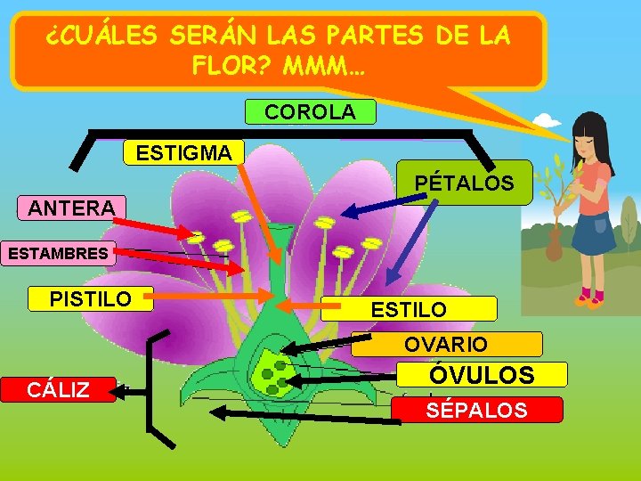 ¿CUÁLES SERÁN LAS PARTES DE LA FLOR? MMM… COROLA ESTIGMA PÉTALOS ANTERA ESTAMBRES PISTILO