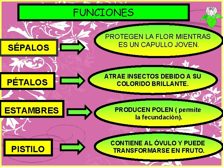 FUNCIONES SÉPALOS PÉTALOS ESTAMBRES PISTILO PROTEGEN LA FLOR MIENTRAS ES UN CAPULLO JOVEN. ATRAE