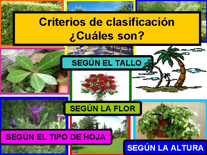 Criterios de clasificación ¿Cuáles son? SEGÚN EL TALLO SEGÚN LA FLOR SEGÚN EL TIPO