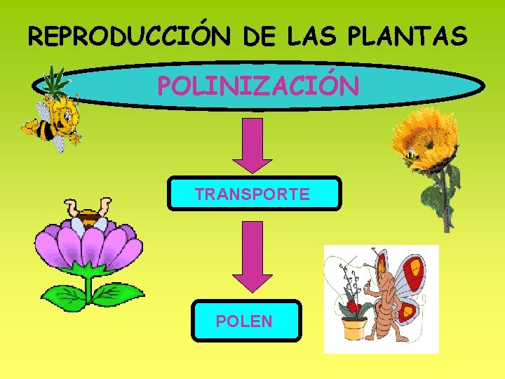REPRODUCCIÓN DE LAS PLANTAS POLINIZACIÓN TRANSPORTE POLEN 