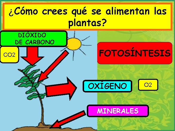 ¿Cómo crees qué se alimentan las plantas? DIÓXIDO DE CARBONO CO 2 FOTOSÍNTESIS OXÍGENO