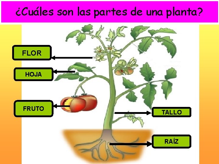 ¿Cuáles son las partes de una planta? FLOR HOJA FRUTO TALLO RAÍZ 
