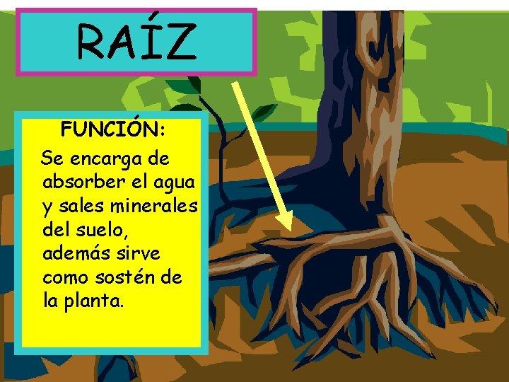 RAÍZ FUNCIÓN: Se encarga de absorber el agua y sales minerales del suelo, además