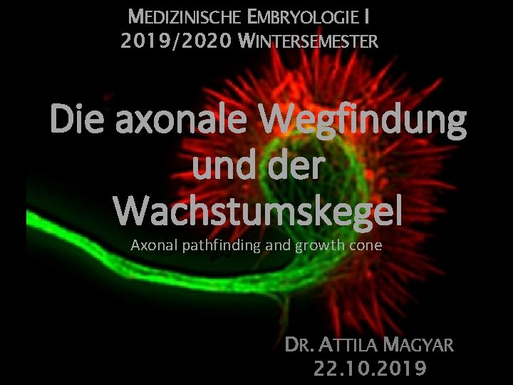 MEDIZINISCHE EMBRYOLOGIE I 2019/2020 WINTERSEMESTER Die axonale Wegfindung und der Wachstumskegel Axonal pathfinding and