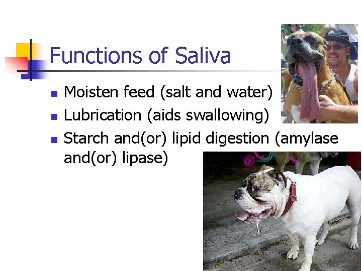 Functions of Saliva n n n Moisten feed (salt and water) Lubrication (aids swallowing) Functions of Saliva n n n Moisten feed (salt and water) Lubrication (aids swallowing)