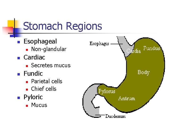 Stomach Regions n Esophageal n n Cardiac n n Secretes mucus Fundic n n Stomach Regions n Esophageal n n Cardiac n n Secretes mucus Fundic n n