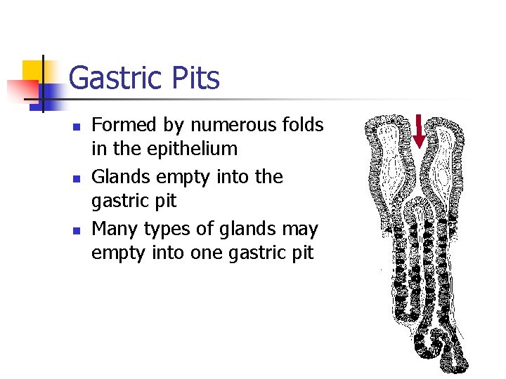 Gastric Pits n n n Formed by numerous folds in the epithelium Glands empty Gastric Pits n n n Formed by numerous folds in the epithelium Glands empty