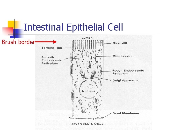 Intestinal Epithelial Cell Brush border Intestinal Epithelial Cell Brush border