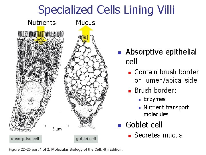 Specialized Cells Lining Villi Nutrients Mucus n Absorptive epithelial cell n n Contain brush Specialized Cells Lining Villi Nutrients Mucus n Absorptive epithelial cell n n Contain brush