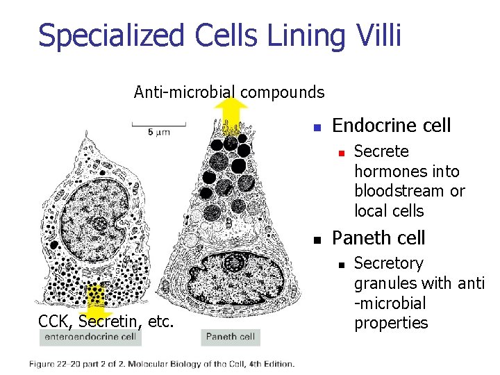 Specialized Cells Lining Villi Anti-microbial compounds n Endocrine cell n n Paneth cell n Specialized Cells Lining Villi Anti-microbial compounds n Endocrine cell n n Paneth cell n