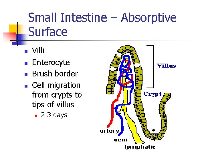 Small Intestine – Absorptive Surface n n Villi Enterocyte Brush border Cell migration from Small Intestine – Absorptive Surface n n Villi Enterocyte Brush border Cell migration from
