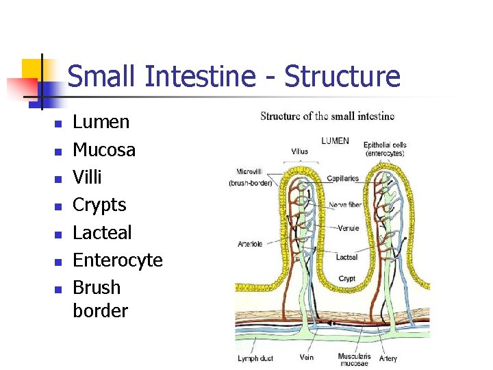 Small Intestine - Structure n n n n Lumen Mucosa Villi Crypts Lacteal Enterocyte Small Intestine - Structure n n n n Lumen Mucosa Villi Crypts Lacteal Enterocyte