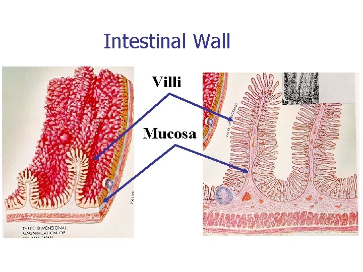 Intestinal Wall Villi Mucosa Intestinal Wall Villi Mucosa