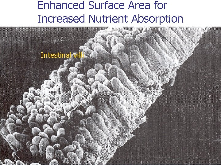 Enhanced Surface Area for Increased Nutrient Absorption Intestinal villi Enhanced Surface Area for Increased Nutrient Absorption Intestinal villi