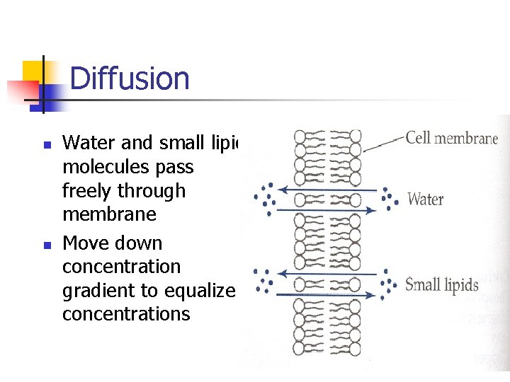 Diffusion n n Water and small lipid molecules pass freely through membrane Move down Diffusion n n Water and small lipid molecules pass freely through membrane Move down