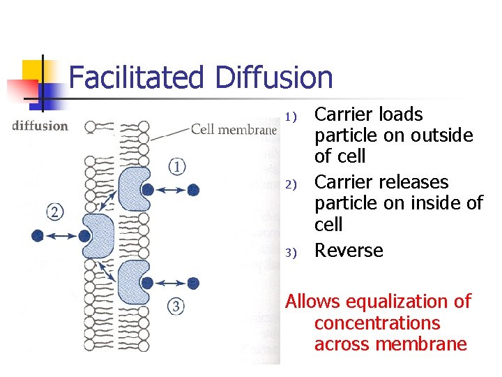 Facilitated Diffusion 1) 2) 3) Carrier loads particle on outside of cell Carrier releases Facilitated Diffusion 1) 2) 3) Carrier loads particle on outside of cell Carrier releases