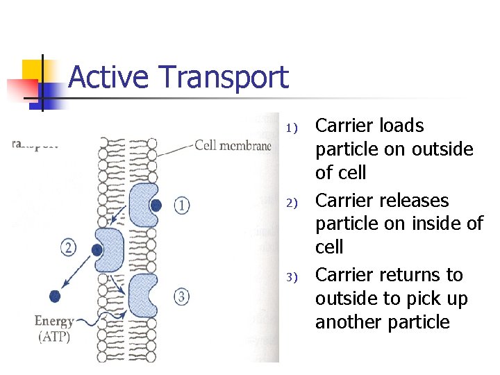 Active Transport 1) 2) 3) Carrier loads particle on outside of cell Carrier releases Active Transport 1) 2) 3) Carrier loads particle on outside of cell Carrier releases