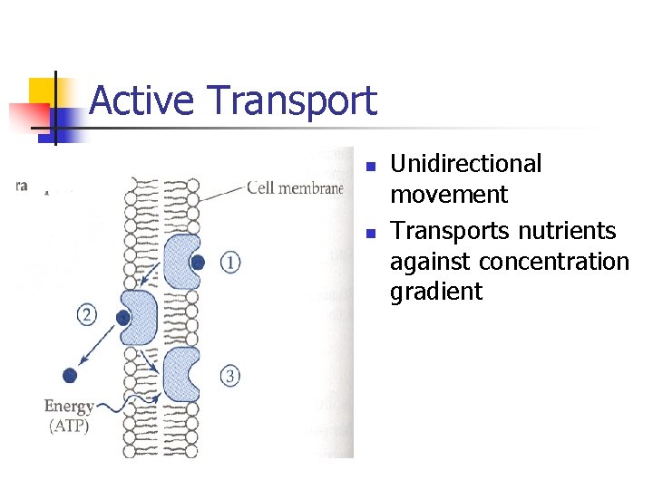 Active Transport n n Unidirectional movement Transports nutrients against concentration gradient Active Transport n n Unidirectional movement Transports nutrients against concentration gradient