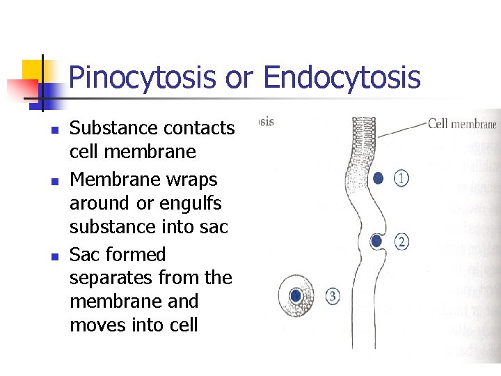 Pinocytosis or Endocytosis n n n Substance contacts cell membrane Membrane wraps around or Pinocytosis or Endocytosis n n n Substance contacts cell membrane Membrane wraps around or