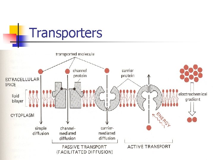 Transporters Transporters