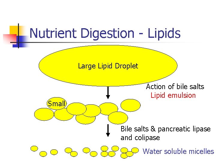 Nutrient Digestion - Lipids Large Lipid Droplet Small Action of bile salts Lipid emulsion Nutrient Digestion - Lipids Large Lipid Droplet Small Action of bile salts Lipid emulsion