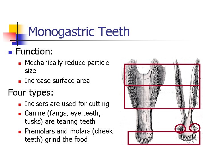 Monogastric Teeth n Function: n n Mechanically reduce particle size Increase surface area Four Monogastric Teeth n Function: n n Mechanically reduce particle size Increase surface area Four