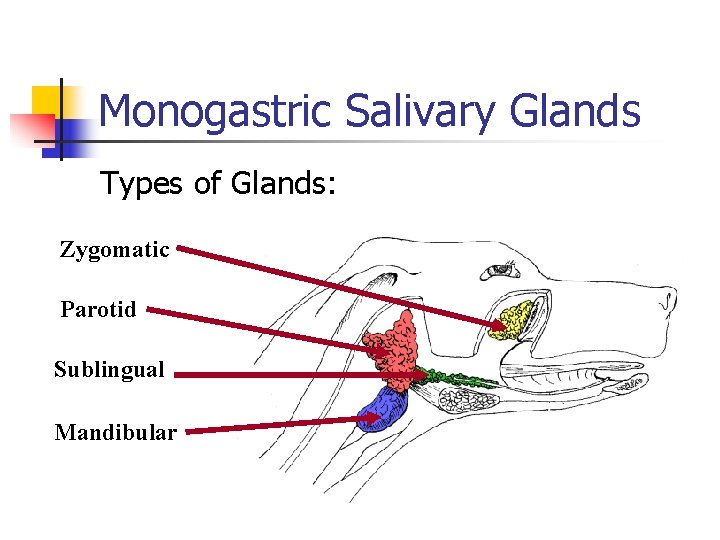 Monogastric Salivary Glands Types of Glands: Zygomatic Parotid Sublingual Mandibular Monogastric Salivary Glands Types of Glands: Zygomatic Parotid Sublingual Mandibular
