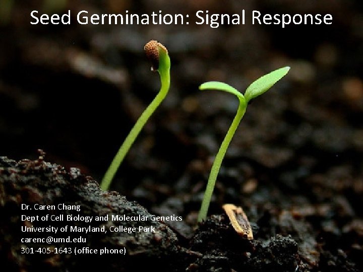 Seed Germination: Signal Response Dr. Caren Chang Dept of Cell Biology and Molecular Genetics
