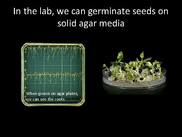 In the lab, we can germinate seeds on solid agar media When grown on