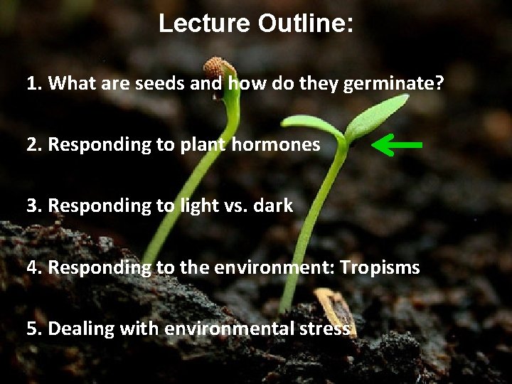 Lecture Outline: 1. What are seeds and how do they germinate? 2. Responding to