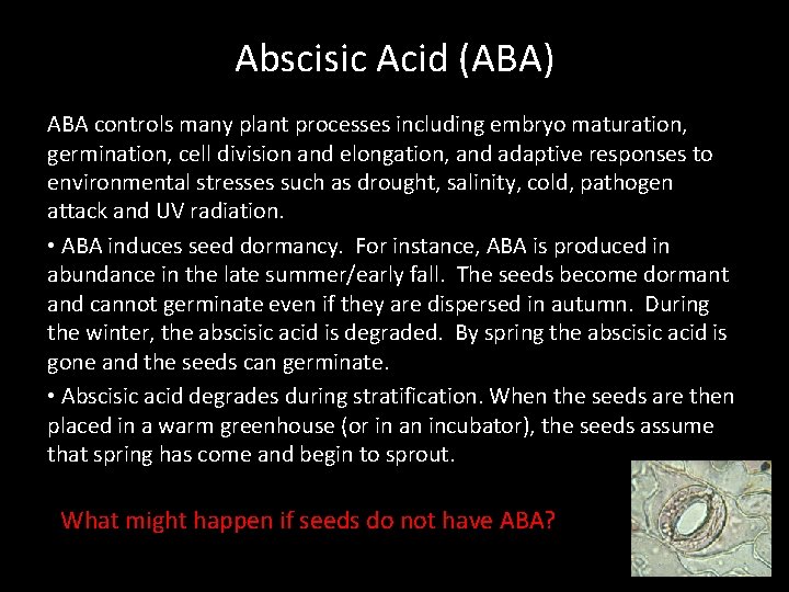 Abscisic Acid (ABA) ABA controls many plant processes including embryo maturation, germination, cell division