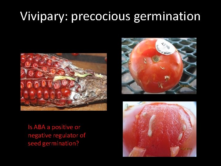 Vivipary: precocious germination Is ABA a positive or negative regulator of seed germination? 