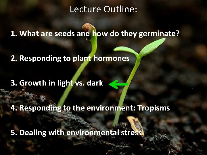 Lecture Outline: 1. What are seeds and how do they germinate? 2. Responding to