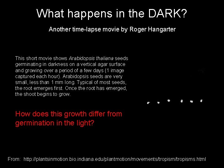 What happens in the DARK? Another time-lapse movie by Roger Hangarter This short movie