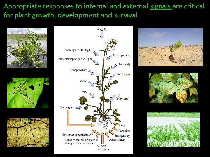 Appropriate responses to internal and external signals are critical for plant growth, development and