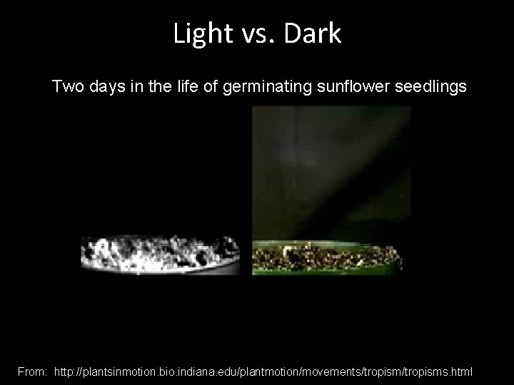 Light vs. Dark Two days in the life of germinating sunflower seedlings From: http:
