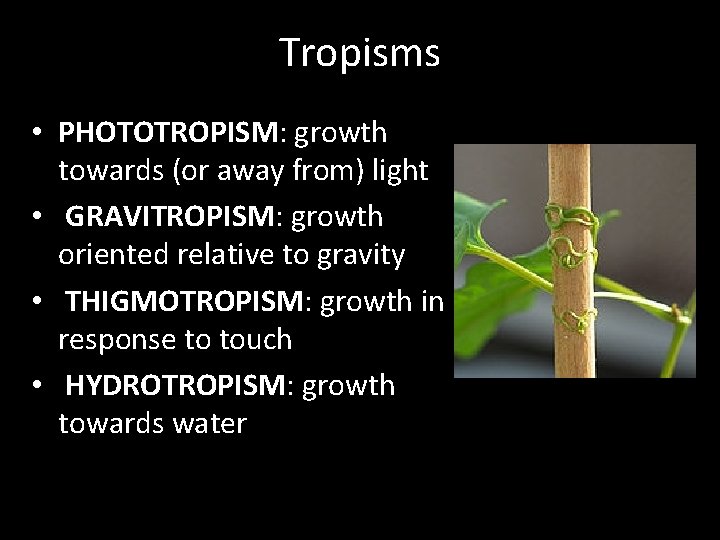 Tropisms • PHOTOTROPISM: growth towards (or away from) light • GRAVITROPISM: growth oriented relative