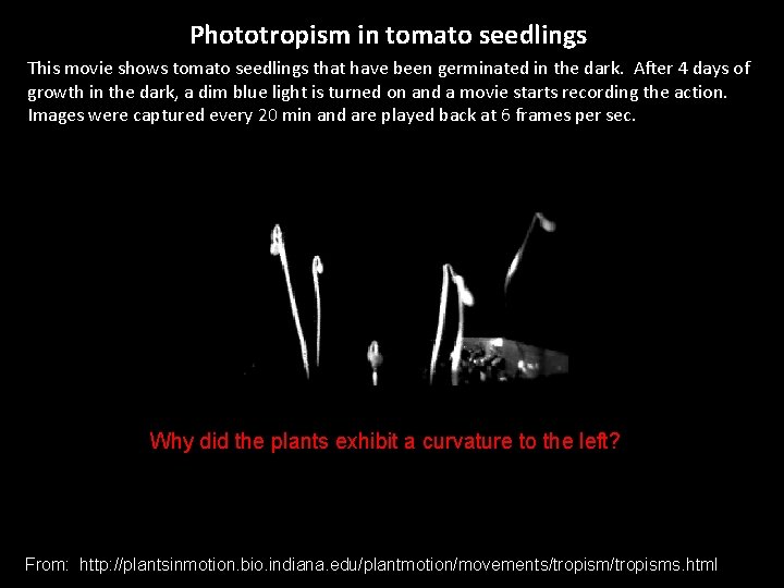 Phototropism in tomato seedlings This movie shows tomato seedlings that have been germinated in